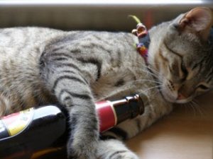 ניקי עם בירה