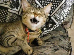 תמונה של ניקי